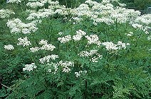 Myrrhis odorata